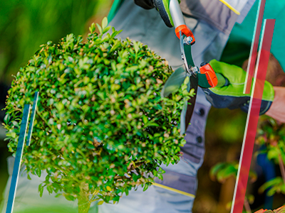 Asistente negocio jardineria Jardinero cortando planta