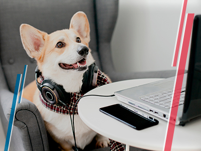 Veterinario en línea Perro en el computador
